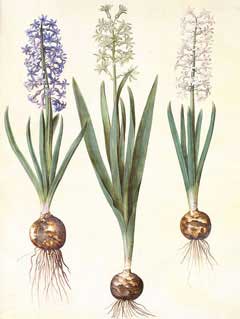 Hyacinthus Hyacinth, Garden hyacinth
