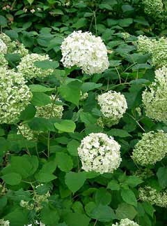 Hydrangea arborescens Seven Barks, Wild hydrangea, Ashy Hydrangea, Snowhill Hydrangea, Smooth Hydrangea Hydrangea arborescens Seven Barks, Wild hydrangea, Ashy Hydrangea, Snowhill Hydrangea, Smooth Hydrangea