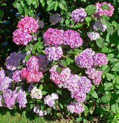 Hydrangea serrata Hydrangea, Mountain Hydrangea, Sawtooth Hydrangea Hydrangea serrata Hydrangea, Mountain Hydrangea, Sawtooth Hydrangea