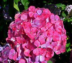 Hydrangea serrata Hydrangea, Mountain Hydrangea, Sawtooth Hydrangea Hydrangea serrata Hydrangea, Mountain Hydrangea, Sawtooth Hydrangea