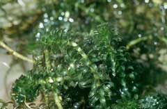 Hydrilla verticillata Hydrilla, Waterthyme