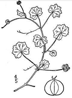 Hydrocotyle sibthorpioides Water Pennywort, Lawn marshpennywort Hydrocotyle sibthorpioides Water Pennywort, Lawn marshpennywort