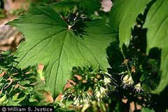 Hydrophyllum canadense John Hydrophyllum canadense John