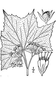 Hydrophyllum canadense John Hydrophyllum canadense John