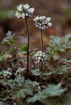 Hydrophyllum occidentale Western Waterleaf Hydrophyllum occidentale Western Waterleaf