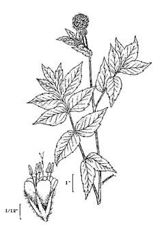 Hydrophyllum occidentale Western Waterleaf Hydrophyllum occidentale Western Waterleaf