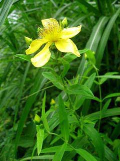 Hypericum ascyron Great Saint John Hypericum ascyron Great Saint John
