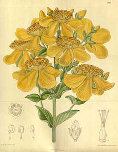Hypericum ascyron Great Saint John Hypericum ascyron Great Saint John