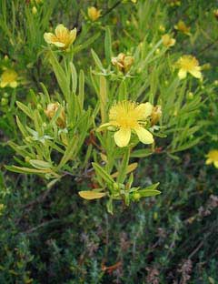 Hypericum erectum Hypericum erectum