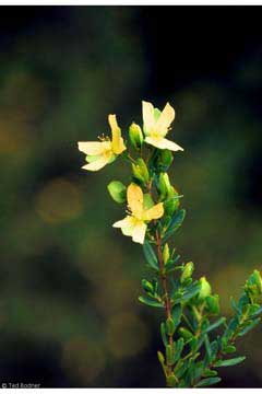 Hypericum hypericoides St. Andrews Cross Hypericum hypericoides St. Andrews Cross
