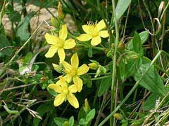 Hypericum kamtschaticum Hypericum kamtschaticum