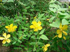 Hypericum monogynum Hypericum monogynum