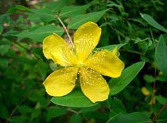 Hypericum monogynum Hypericum monogynum