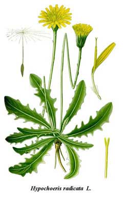 Hypochoeris radicata Cat Hypochoeris radicata Cat