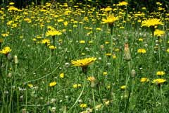 Hypochoeris radicata Cat Hypochoeris radicata Cat