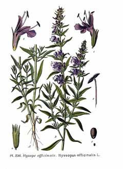 Hyssopus officinalis Hyssop Hyssopus officinalis Hyssop