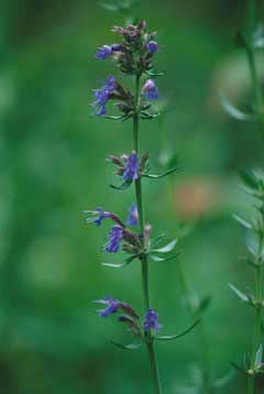 Hyssopus officinalis Hyssop Hyssopus officinalis Hyssop