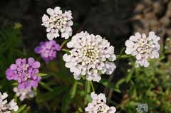 Iberis umbellata Candytuft, Globe candytuft Iberis umbellata Candytuft, Globe candytuft