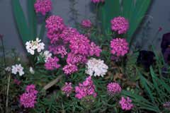 Iberis umbellata Candytuft, Globe candytuft Iberis umbellata Candytuft, Globe candytuft