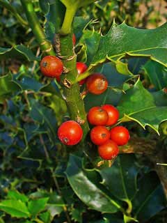 Ilex_aquifolium Holly, English holl, Christmas Holly, Common Holly, English Holly