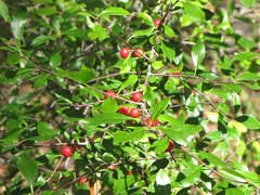 Ilex cassine Cassine, Dahoon, Cassine Holly Ilex cassine Cassine, Dahoon, Cassine Holly