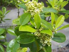 Ilex cassine Cassine, Dahoon, Cassine Holly Ilex cassine Cassine, Dahoon, Cassine Holly