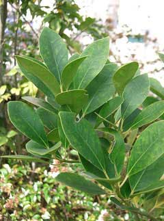 Ilex integra Mochi Tree Ilex integra Mochi Tree