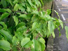 Ilex pedunculosa Ilex pedunculosa