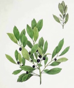 Ilex glabra Inkberry Ilex glabra Inkberry