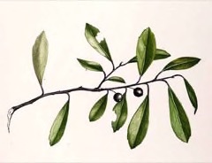 Ilex glabra Inkberry Ilex glabra Inkberry