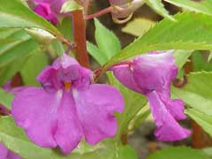 Impatiens_balsamina Rose Balsam, Spotted snapweed, Touch-Me-Not, Garden Balsam