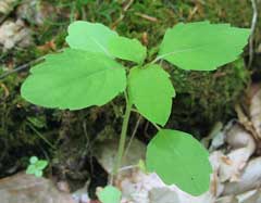 Impatiens pallida Pale Jewelweed, Pale touch-me-not Impatiens pallida Pale Jewelweed, Pale touch-me-not