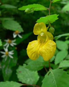 Impatiens pallida Pale Jewelweed, Pale touch-me-not Impatiens pallida Pale Jewelweed, Pale touch-me-not