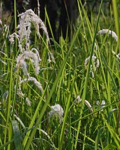 Imperata_cylindrica Cogongrass, Japanese Blood Grass