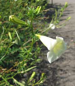Incarvillea sinensis Incarvillea sinensis