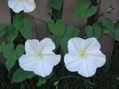 Ipomoea alba Moonflower, Tropical white morning-glory