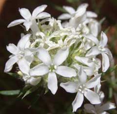 Ipomopsis congesta Ballhead ipomopsis Ipomopsis congesta Ballhead ipomopsis