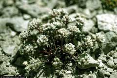 Ipomopsis congesta Ballhead ipomopsis Ipomopsis congesta Ballhead ipomopsis