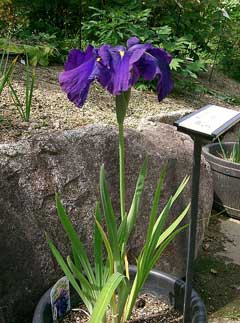 Iris_ensata Japanese Water Iris