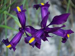 Iris filifolia Iris filifolia