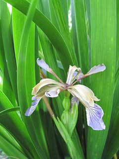 Iris_foetidissima Stinking Gladwin, Stinking iris, Gladwin Iris