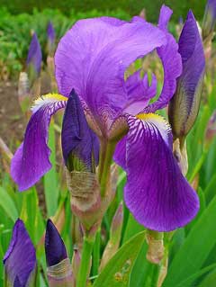 Iris_germanica Purple Flag, German iris, Orris-root, Tall Bearded German Iris, Bearded  Iris