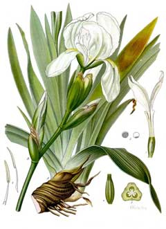 Iris germanica florentina Orris,  Orris-root