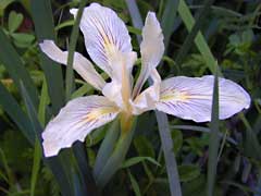 Iris macrosiphon Bowltube Iris