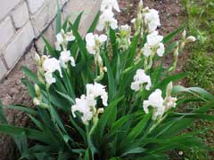 Iris_pallida Dalmation Iris, Sweet iris, Fragrant Iris, Zebra Iris