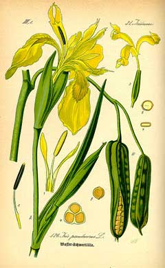 Iris_pseudacorus Yellow Flag, Paleyellow iris