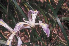Iris purdyi Purdy Iris purdyi Purdy
