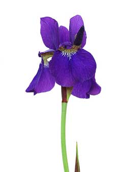 Iris sanguinea Blood iris Iris sanguinea Blood iris