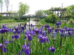 Iris sanguinea Blood iris Iris sanguinea Blood iris