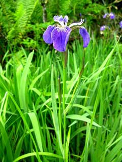 Iris setosa Beachhead Iris, Canada beachhead iris, Wild flag Iris setosa Beachhead Iris, Canada beachhead iris, Wild flag